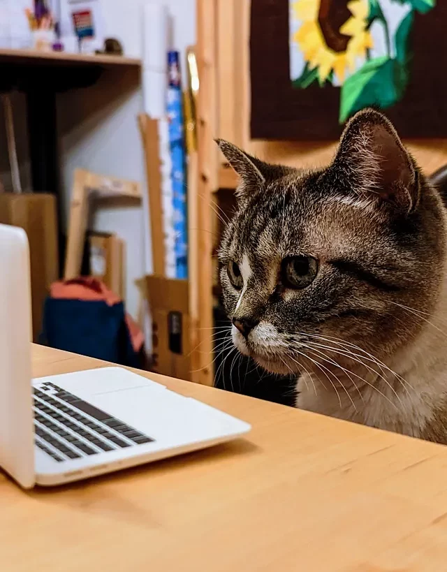 cat writing on a tiny laptop