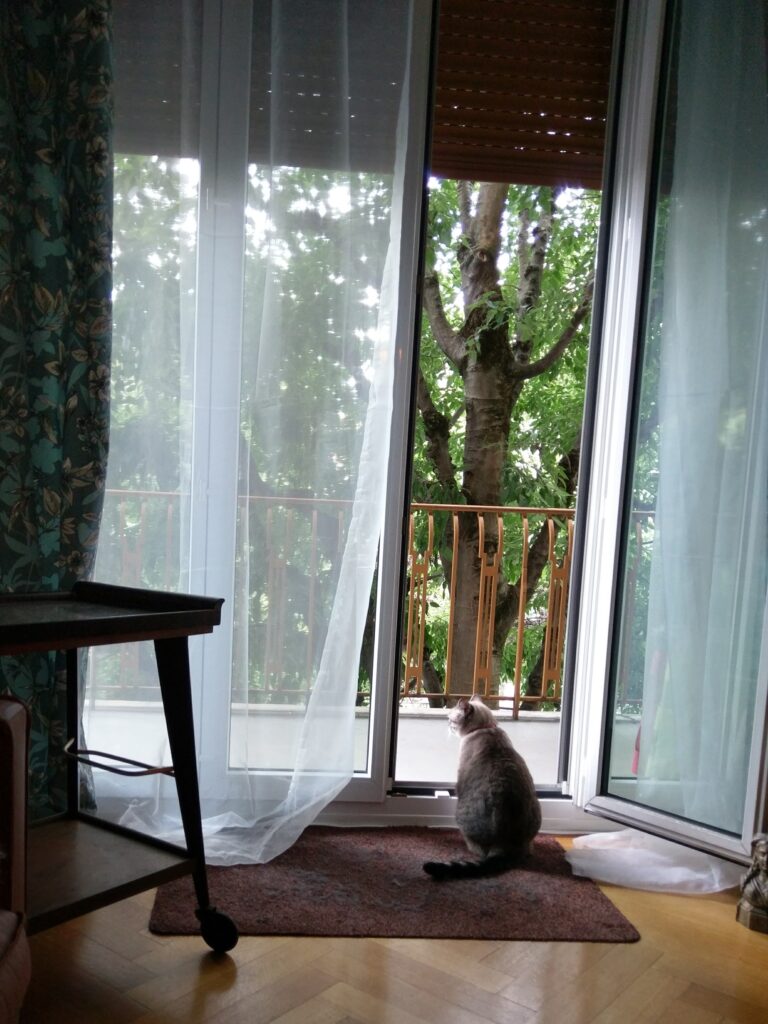 cat at balcony window